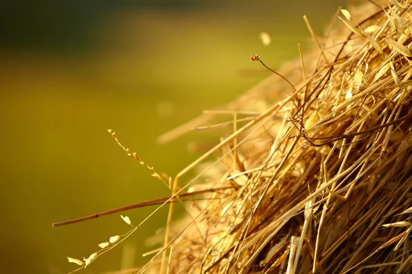 干し草の俵とトスカーナの風景 — ストック写真