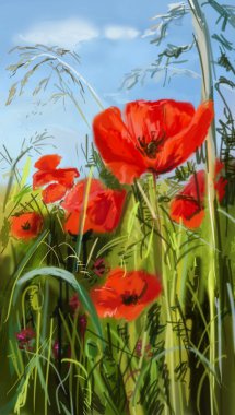 Field of poppies - illustration clipart