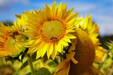 Sunflower field. clipart