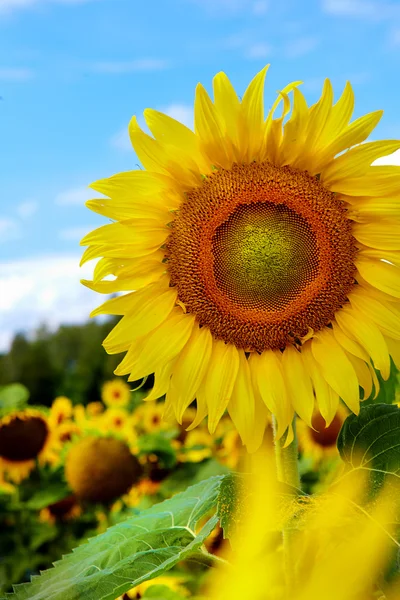 Detailní záběr slunečního květu proti modré obloze — Stock fotografie