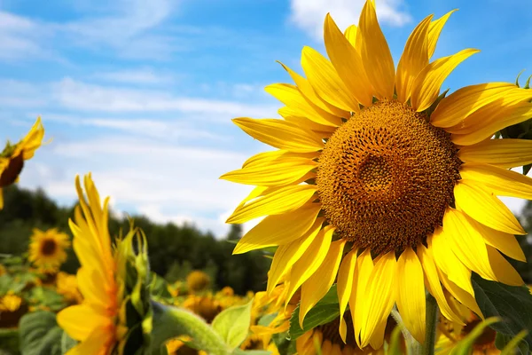 Närbild av sol blomma mot en blå himmel — Stockfoto