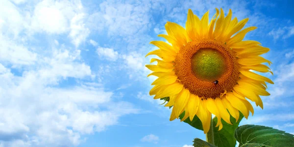 Close-up of sun flower against a blue sky — Stock Photo, Image
