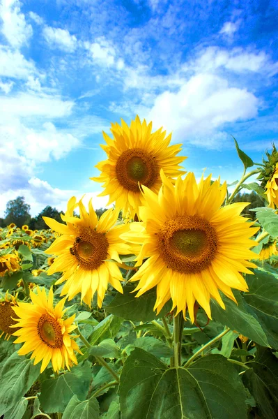 青い空に対する太陽の花のクローズアップ — ストック写真