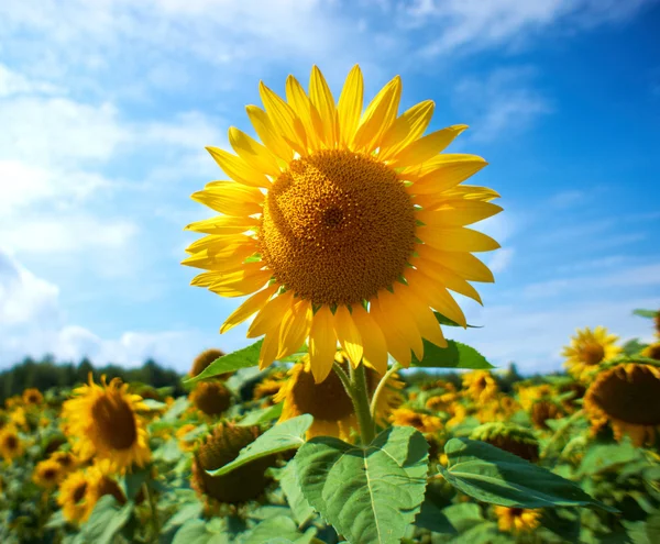 Nahaufnahme einer Sonnenblume vor blauem Himmel — Stockfoto