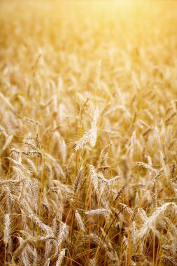 Golden sunset buğday alanın üzerinde. sığ dof, kulak odaklanmak