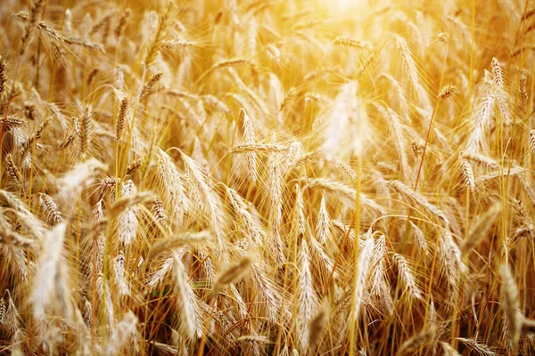 Pôr do sol dourado sobre o campo de trigo. DOF superficial, foco na orelha — Fotografia de Stock