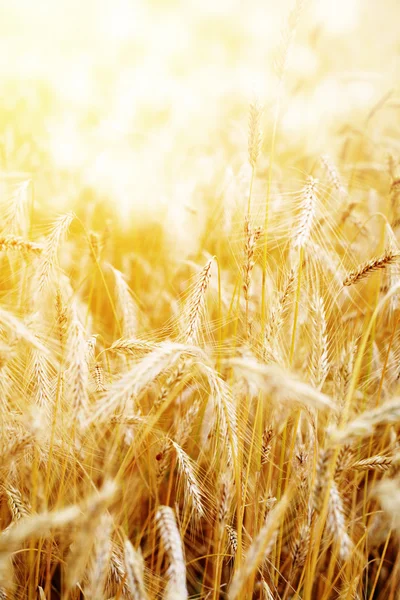 Pôr do sol dourado sobre o campo de trigo. DOF superficial, foco na orelha — Fotografia de Stock