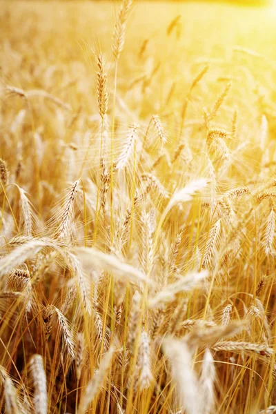 Coucher de soleil doré sur le champ de blé. DOF peu profond, se concentrer sur l'oreille — Photo