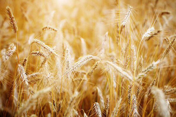 Golden sunset over wheat field. Shallow DOF, focus on ear