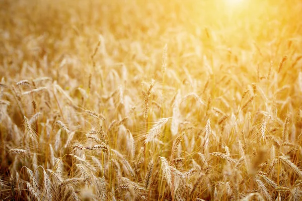 Golden sunset over wheat field. Shallow DOF, focus on ear — Stock Photo, Image