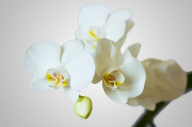 White Orchid flowers clipart