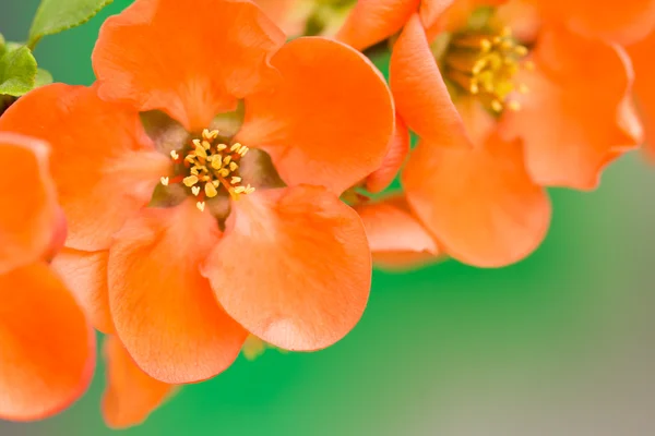 Röda vilda rosa blommor — Stockfoto