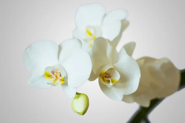 stock image White Orchid flowers