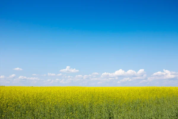The field of rape flowers and the blue sky — Stock Photo, Image
