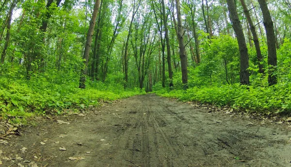 Bosque camino de tierra — Foto de Stock