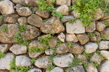 Texture of old stone wall and green plants clipart