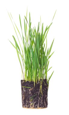 Green grass showing roots clipart