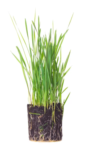 Zielona trawa wyświetlone korzenie — Zdjęcie stockowe