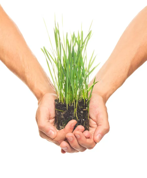 Zielona trawa w ludzkich rąk — Zdjęcie stockowe
