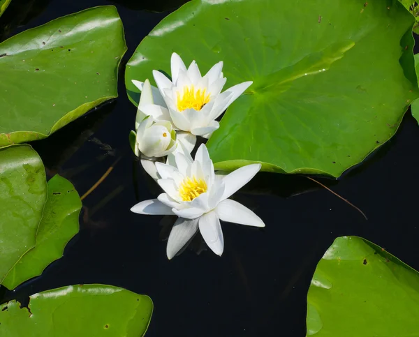 stock image Water lily