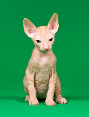 Don sphynx kedi yavrusu