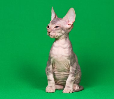 Don sphynx kedi yavrusu