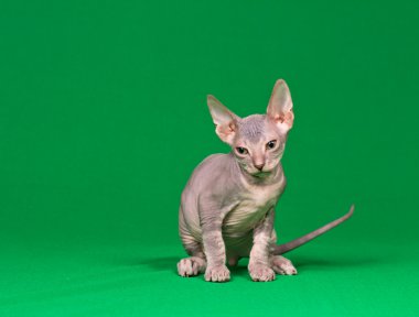 Don sphynx kedi yavrusu