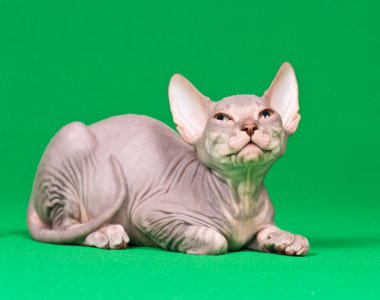 Don sphynx kedi yavrusu