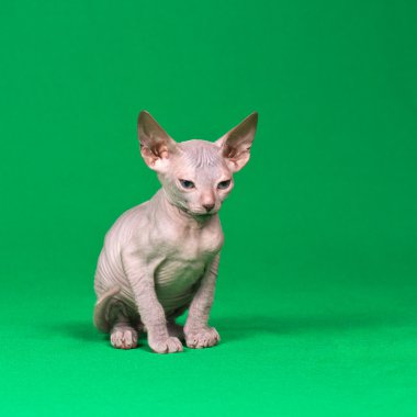 Don sphynx kedi yavrusu