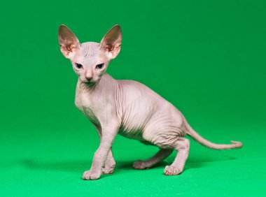 Don sphynx kedi yavrusu