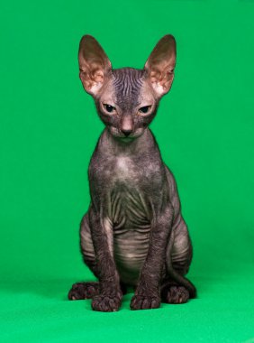 Don sphynx kedi yavrusu