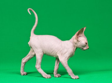 Don sphynx kedi yavrusu