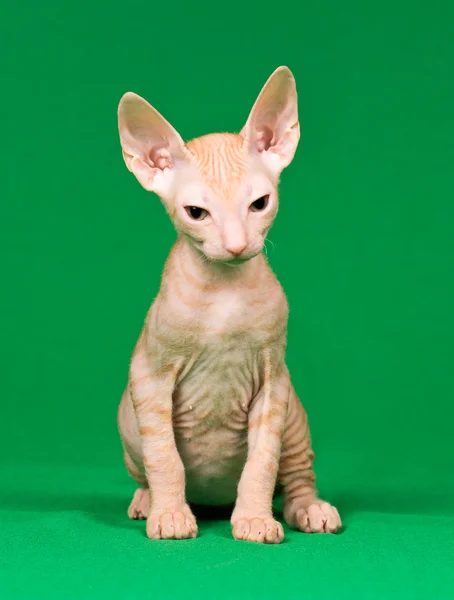 Донской котенок — стоковое фото