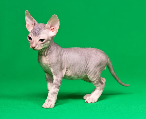 Don Sphynx gatinho — Fotografia de Stock