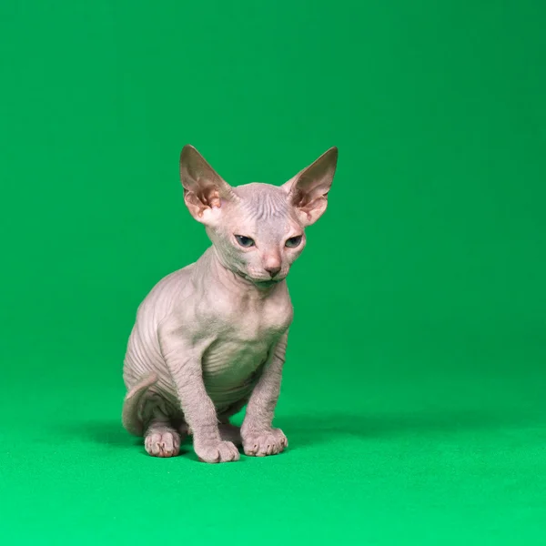ドンのスフィンクスの子猫 — ストック写真
