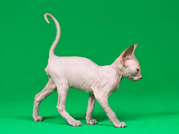 Don Sphynx gatinho — Fotografia de Stock