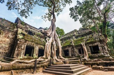 Ta Prohm Tapınağı, Angkor, Kamboçya