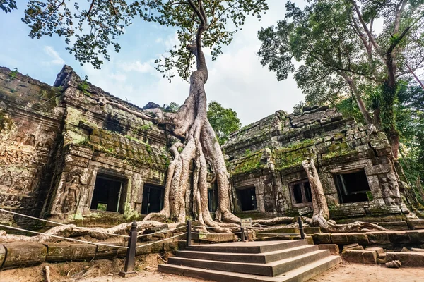 Храм Та Пром, Ангкор, Камбоджа Ліцензійні Стокові Зображення