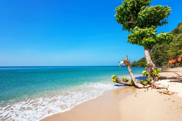 Exotisch tropisch strand. — Stockfoto