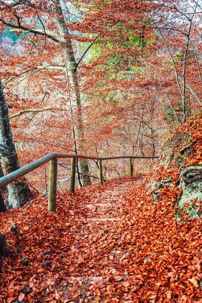 Camino en el parque de otoño —  Fotos de Stock