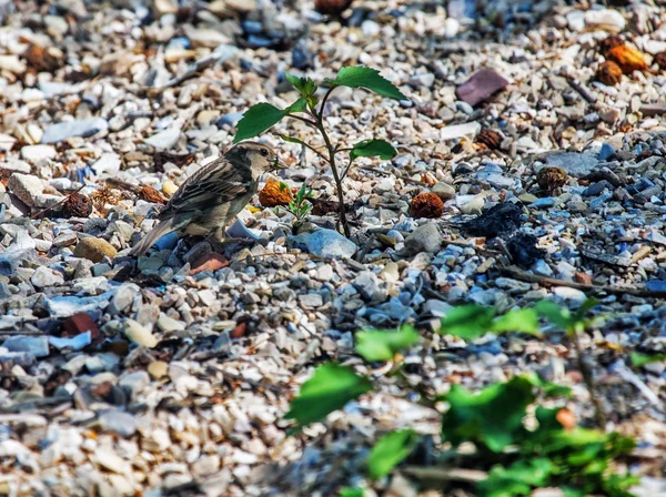 Pássaro pardal a praia — Fotografia de Stock