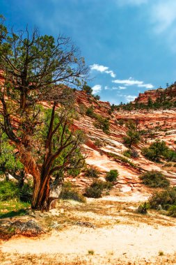 zion canyon yamaçları. Utah. ABD.