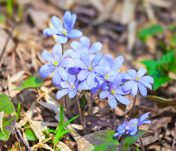 Mantarı nobilis çiçekler — Stok fotoğraf