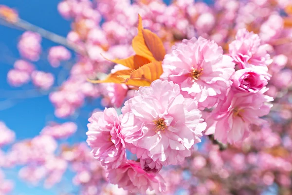 Blossom träd — Stockfoto