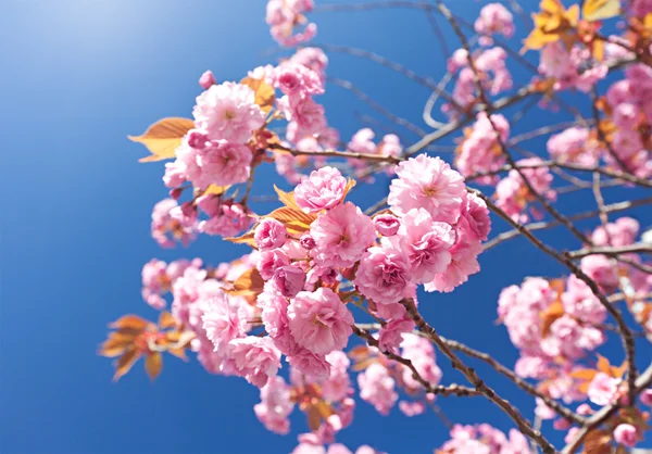 Flor Árvore — Fotografia de Stock