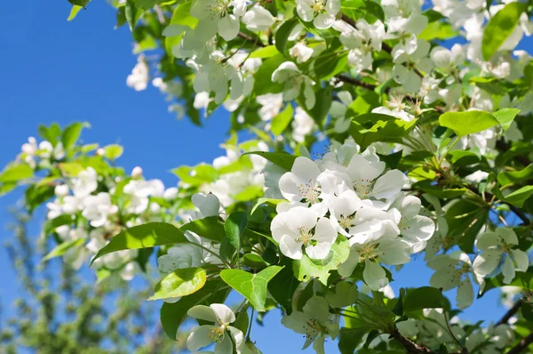 花リンゴの木 — ストック写真