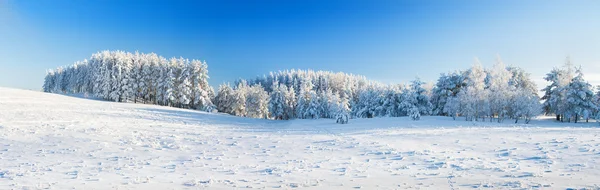 雪地里的冬季公园 — 图库照片