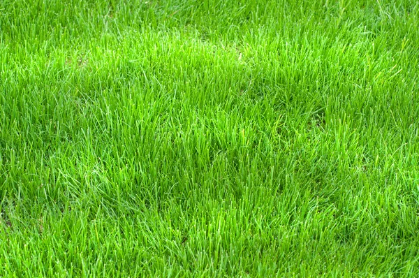 हिरवा गवत — स्टॉक फोटो, इमेज
