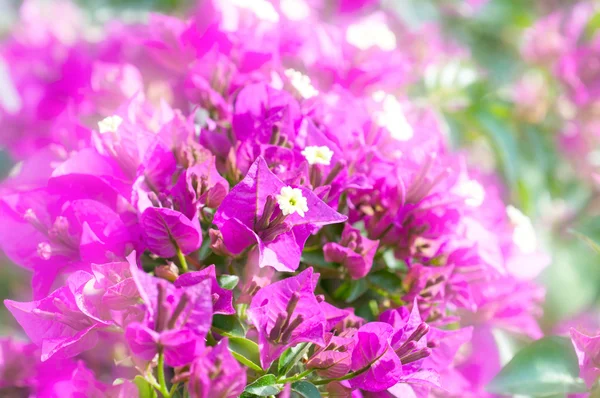 Hermosas flores rosadas en el jardín —  Fotos de Stock