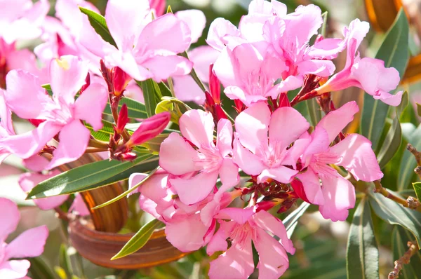 Gyönyörű rózsaszín virágok a kertben — Stock Fotó